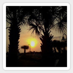 Palm Tree Sunrise Sticker